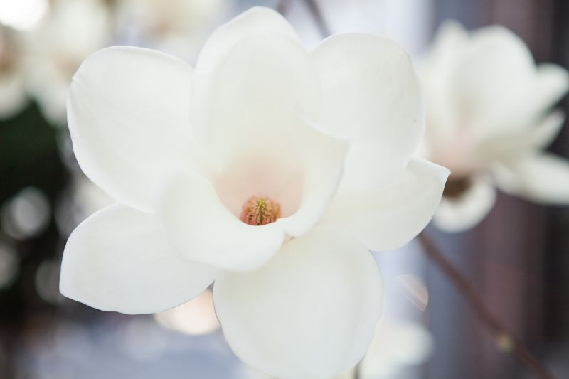 magnolia-gb520d3215_1920.jpg