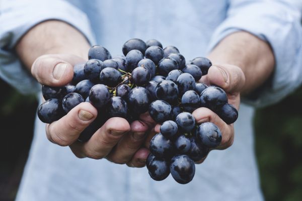 grapes_bunch_fruit_person_holding_harvest_ripe_organic-745906.jpeg