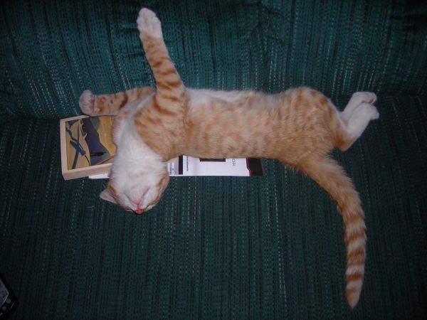 rest_kitten_laziness_a_young_kitten_sleeps_book-1292606.jpeg