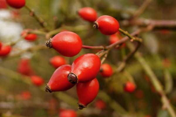 rosehips_berry_crop_red_autumn_nature_plant_forest-851171.jpeg