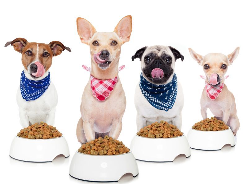 dogs-food-canidae-pet-food-dog-dog-food-1594864-pxhere.com.jpg