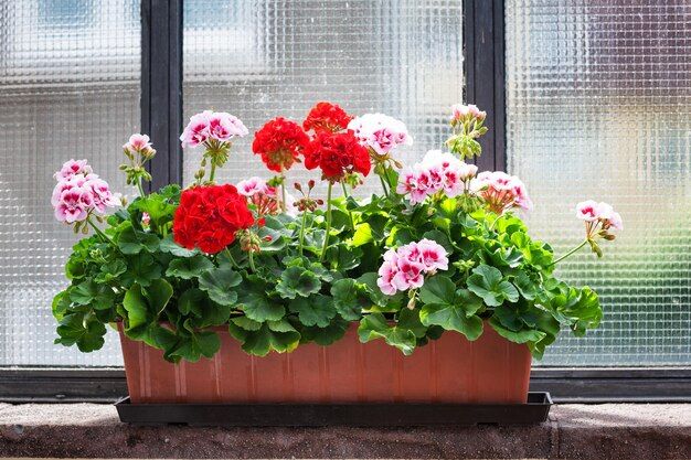 geranium-on-window-sill_501761-2382.jpg