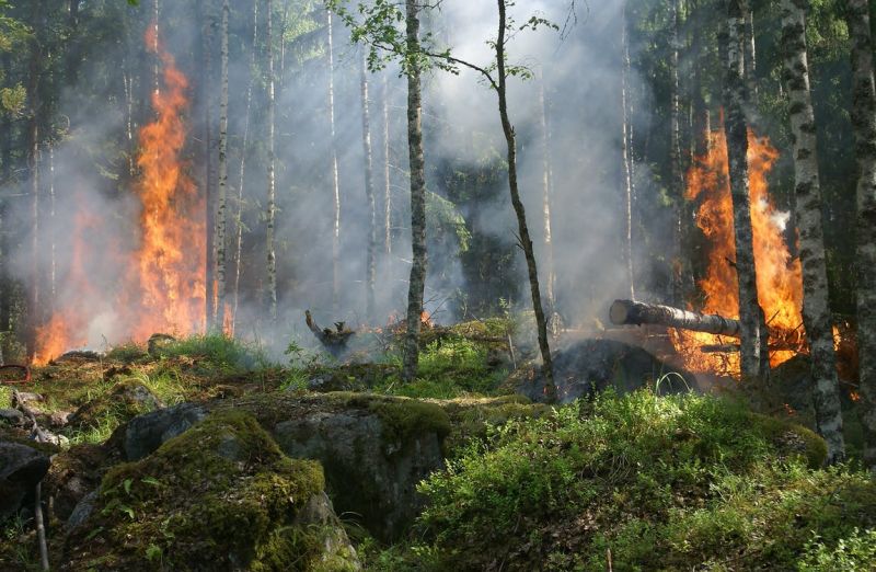 forest-fire-fire-smoke-conservation-51951.jpg