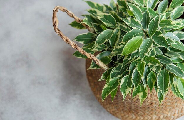 ficus-benjamin-in-a-straw-basket-on-the-table_87742-18973.jpg