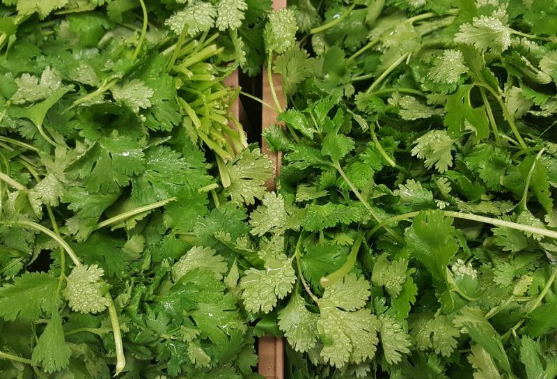 cilantro-1429136_960_720.jpg