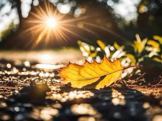 a-leaf-that-is-on-a-ground-with-the-sun-shining-through-it_948735-30917.jpeg.jpg