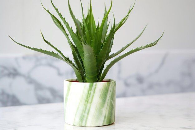 a-potted-aloe-vera-plant-on-a-marble-surface_419341-112681.jpg