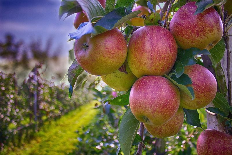 apple-branch-plant-fruit-flower-orchard-1089355-pxhere.com.jpg